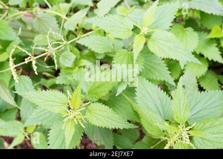 Stinging nettles (Urtica urens) annual nettle, dwarf nettle, small nettle, dog nettle, or burning nettle, is a herbaceous annual flowering plant Stock Photo