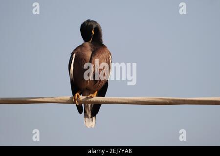 Common Myna bird perched on a wire against a blue sky Stock Photo