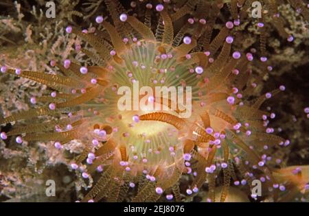 Jewel anemone (Corynactis viridis) open, Lundy Island, UK. Stock Photo