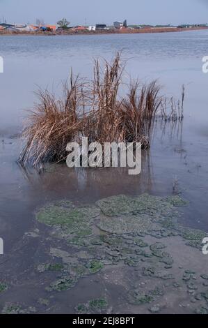 Long grass in mud lake environmental disaster and mud flow geyser which developed after drilling incident, Porong Sidoarjo, near Surabaya, East Java, Stock Photo