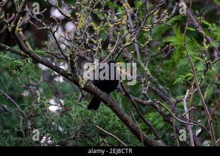 Male blackbird (Turdus merula) perched on branch covered with yellow green lichen growth. Yellow orange beak and eye ring. Garden, Ireland