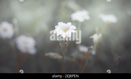 A delicate little cerastium flower with white petals grows on a thin stem among the grass in a meadow on a foggy morning. Spring. Stock Photo