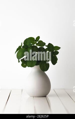 Bouquet of mint leaves in a grey vase. Stock Photo