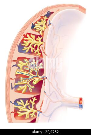 Anatomy of the Placenta Stock Photo - Alamy