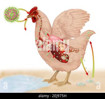 Avian influenza, drawing Stock Photo
