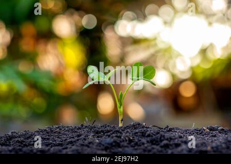 Trees with green leaves growing on the ground in blurred green nature background, reforestation and environmental protection concept. Stock Photo