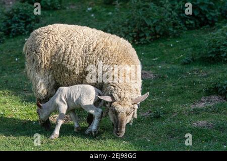 Ewe and lamb in normandy, france Stock Photo