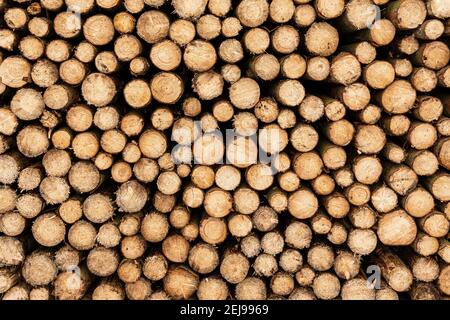 Logs in a pile in the forest Stock Photo