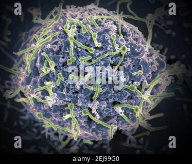 Ebola virus from mali blood sample Stock Photo