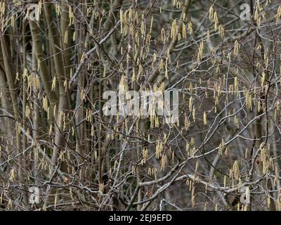 Hazel tree with first catkins of spring Stock Photo