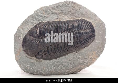 trilobite , elrathia kingii Stock Photo