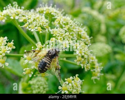 Black-horned sawfly (Zaraea lonicerae = Abia lonicerae) nectaring on Alexanders (Smyrnium olusatrum) flowers on a coastal headland, Cornwall, UK, Apri. Stock Photo