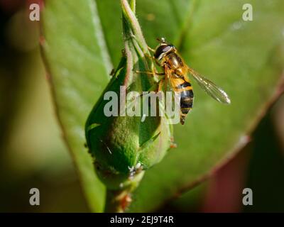 Female Hoverfly (Epistrophe eligans) laying eggs on Rose flower bud among Rose aphids (Macrosiphon rosae) which her larvae will feed on, Wiltshire, UK Stock Photo