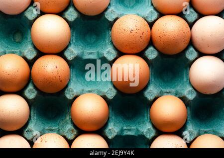 Raw chicken eggs in a turquoise egg box. Stock Photo