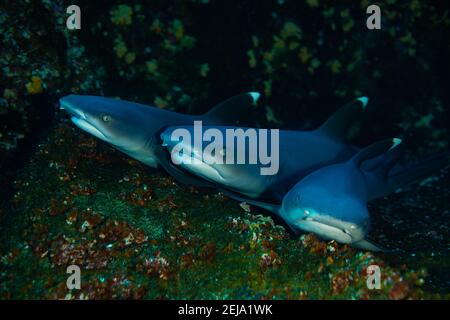 Heads of three small white tip baby sharks rest in the rocks Stock Photo