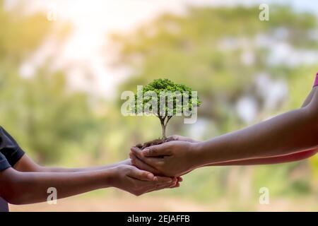 Trees growing in the hands of humans help to plant seedlings, conserve nature and plant trees. Stock Photo