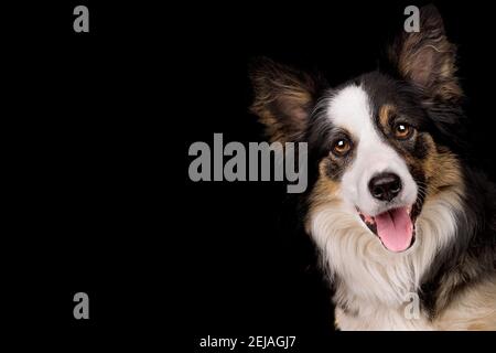 portrait of a border collie sheep dog isolated on a black background Stock Photo