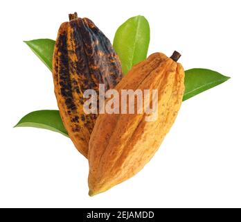 Cocoa or Cacao fruit isolated on white background Stock Photo