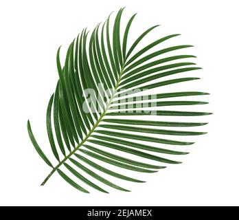 Green palm leaf isolated on white Stock Photo - Alamy