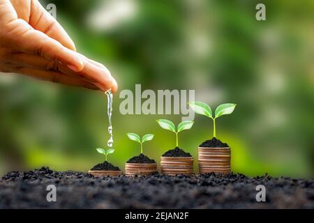 Hands are watering growing plants on coins amid blurred green nature background, financial concept and financial investment profit. Stock Photo