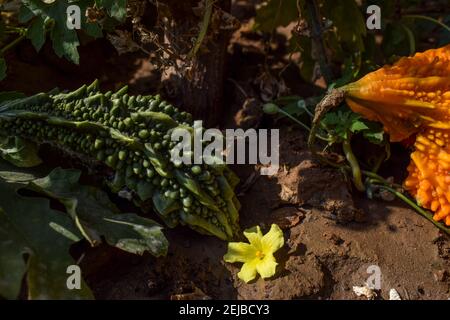 Bittergourd or Bittermelon or Karela growing in house backyard organic Indian Asian vegetable. Fruit growing with yellow flowers. Bitter gourd plants Stock Photo