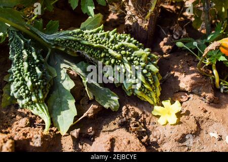 Bittergourd or Bittermelon or Karela growing in house backyard organic Indian Asian vegetable. Fruit growing with yellow flowers. Bitter gourd plants Stock Photo