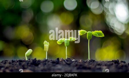 Plant Growth Concept, Tree Growing On Ground And Blurred Green Nature Background. Stock Photo