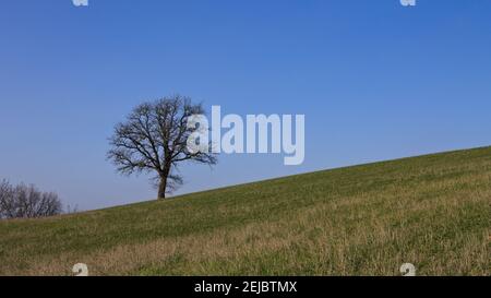 An isolated tree without leaves on a hilly meadow on a winter day (Marche, Italy, Europe) Stock Photo
