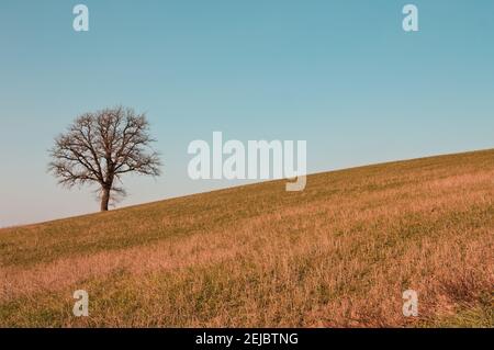 An isolated tree without leaves on a hilly meadow on a winter day (Marche, Italy, Europe) Stock Photo