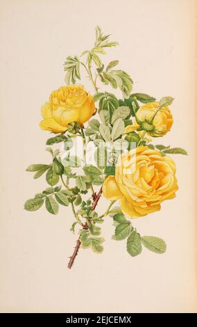 Illustration from The genus rosa by Ellen Willmott. Museum: PRIVATE COLLECTION. Author: Alfred William Parsons. Stock Photo