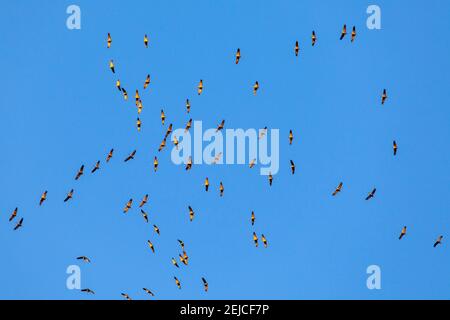 cranes circling to gain altitude using thermals over a mountain range, Germany  Kraniche nutzen kreisend die Thermik ueber einem Hoehenzug um Hoehe zu Stock Photo