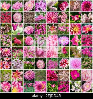 Collage with many images of different pink flowers. Full size. Stock Photo