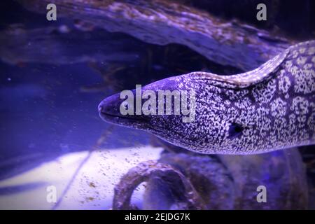 Snowflake Moray in aquarium. Echidna nebulosa, close-up Stock Photo