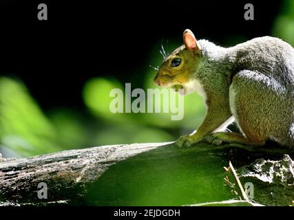 Grey Squirrel (Eastern Grey Squirrel / Gray Squirrel) Sciurus carolinensis - with a hazel nut in its mouth. Kent, UK, Stock Photo