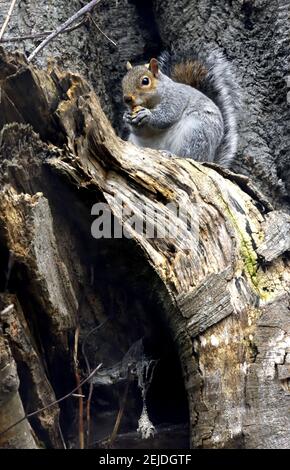 Grey Squirrel (Eastern Grey Squirrel / Gray Squirrel) Sciurus carolinensis. UK, Stock Photo