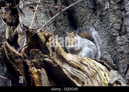 Grey Squirrel (Eastern Grey Squirrel / Gray Squirrel) Sciurus carolinensis - sitting in a rotten tree, eating. Kent, UK Stock Photo