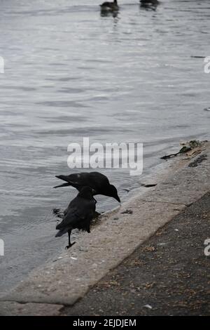 Crow, Raven on the river of a pond Stock Photo
