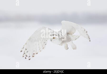 Snowy owl (Bubo scandiacus) closeup isolated on white background landing in a snow covered field in Ottawa, Canada Stock Photo