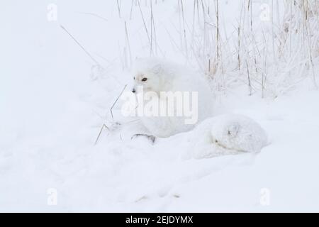 Two Arctic Foxes (Alopex lagopus) in snow, Churchill Wildlife Management Area, Churchill, Manitoba, Canada Stock Photo