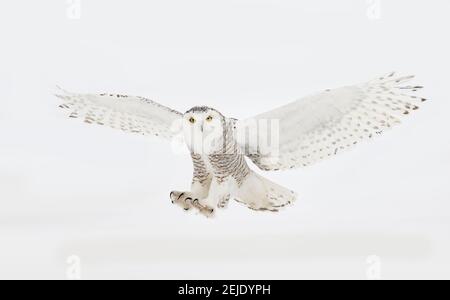 Snowy owl (Bubo scandiacus) closeup isolated on white background landing in a snow covered field in Ottawa, Canada Stock Photo