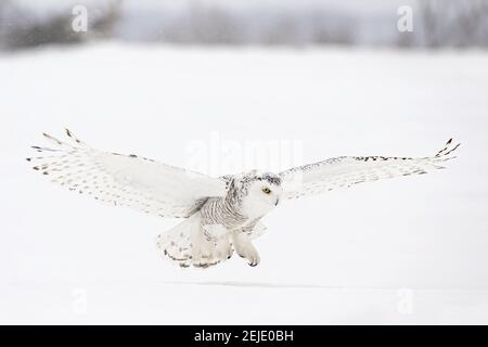 Snowy owl (Bubo scandiacus) closeup isolated on white background landing in a snow covered field in Ottawa, Canada Stock Photo