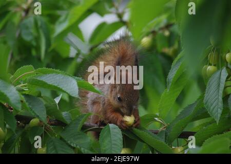 Sciurus. Rodent. The squirrel sits on a tree and eats. Beautiful red squirrel in the park. Stock Photo