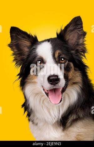 portrait of a border collie sheepdog in front of a yellow gradient background Stock Photo