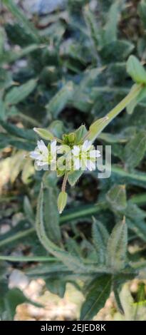 Top view of thyme-leaf sandwort flowers Stock Photo