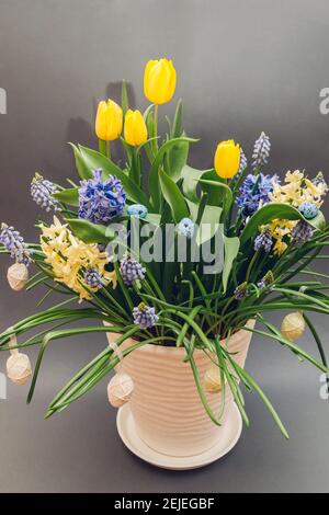 Easter composition of spring flowers with eggs. Yellow tulips, hyacinths, blue muscari grow in pot on grey background. Holiday decoration. Stock Photo
