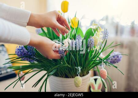 Easter home decor. Woman hangs eggs on spring blooming flowers in pot. Yellow and blue hyacinths, tulips, muscari in blossom. Close up Stock Photo