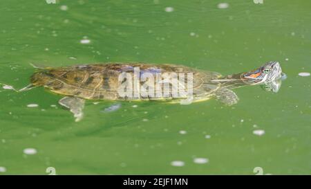 Red-eared slider turtle swimming in a pond with head above water. Stock Photo
