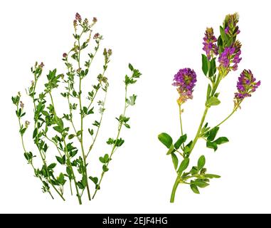 Alfalfa flowers and plant isolated on white background. Stock Photo