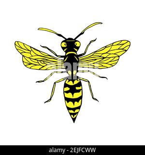 Wasp colorful cartoon sketch style insect, isolated on white. Stock Vector