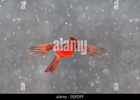 Northern Cardinal male flying off feeder Stock Photo